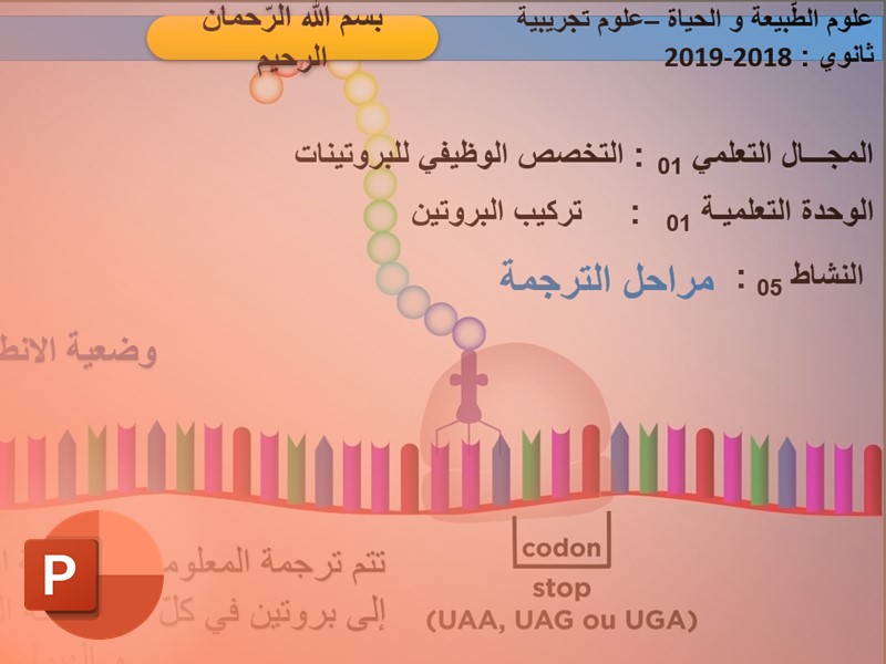 مراحل الترجمة